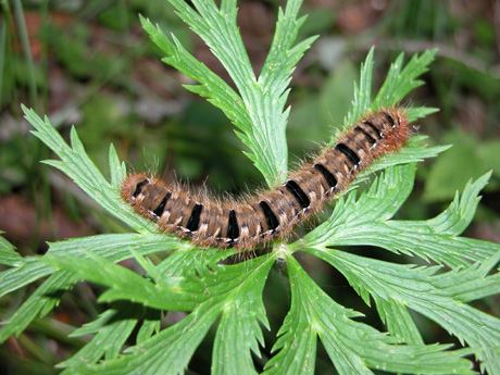 Bruco di Lasiocampa quercus